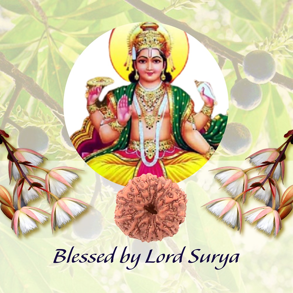 12 Mukhi Indonesian Rudraksha Small