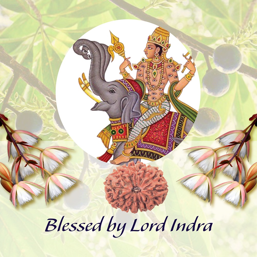 13 Mukhi Indonesian Rudraksha Small