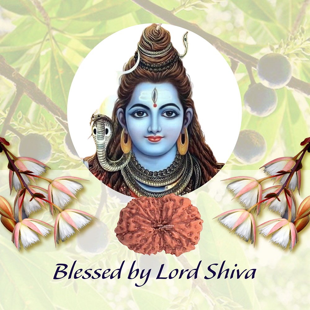 14 Mukhi Indonesian Rudraksha Small