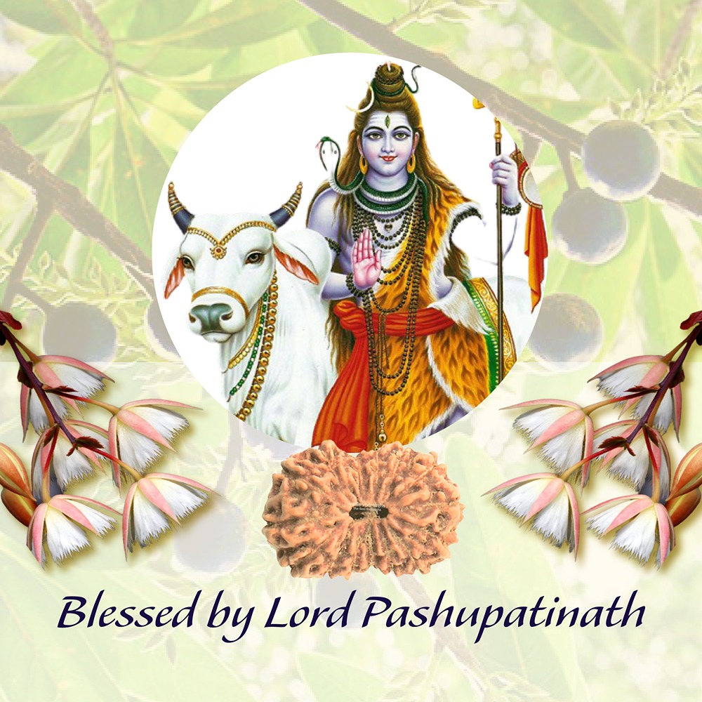 15 Mukhi Indonesian Rudraksha Small