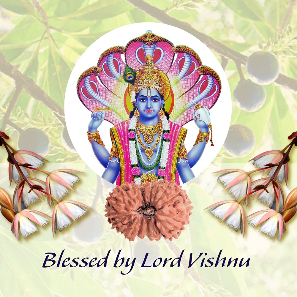 19 Mukhi Indonesian Rudraksha Small