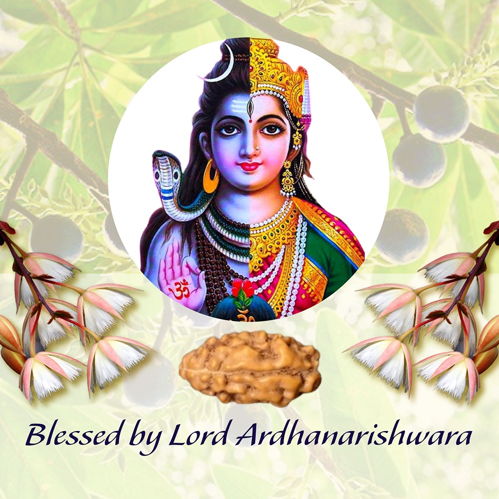 2 Mukhi Indonesian Rudraksha Medium