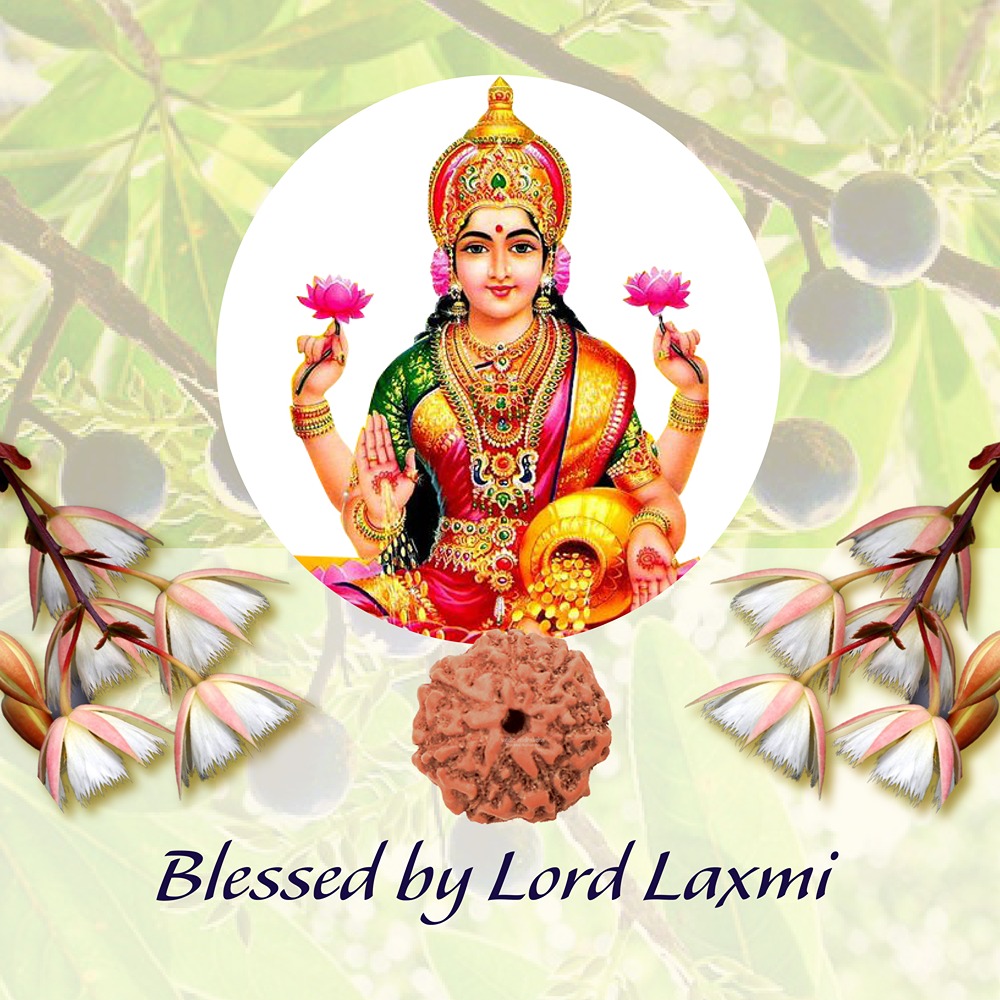 7 Mukhi Indonesian Rudraksha Small