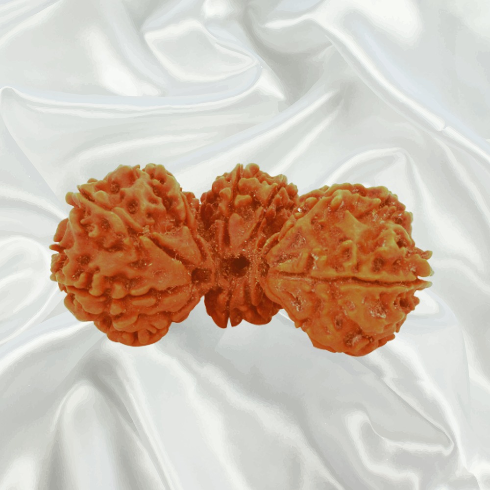 Trijuti Rudraksha