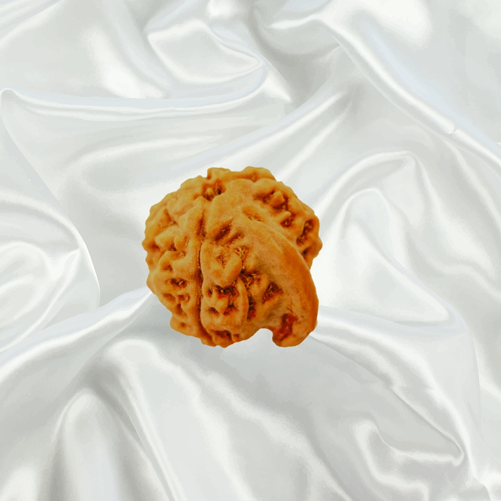 Ganesh Rudraksha Big Nepal