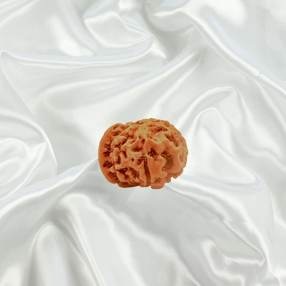 Ganesh Rudraksha Indonesian 