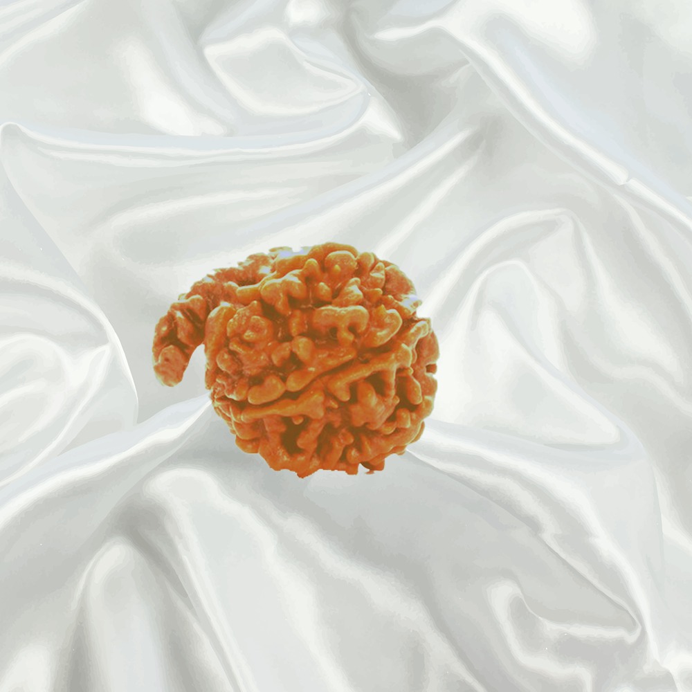 Ganesh Rudraksha Medium Nepal