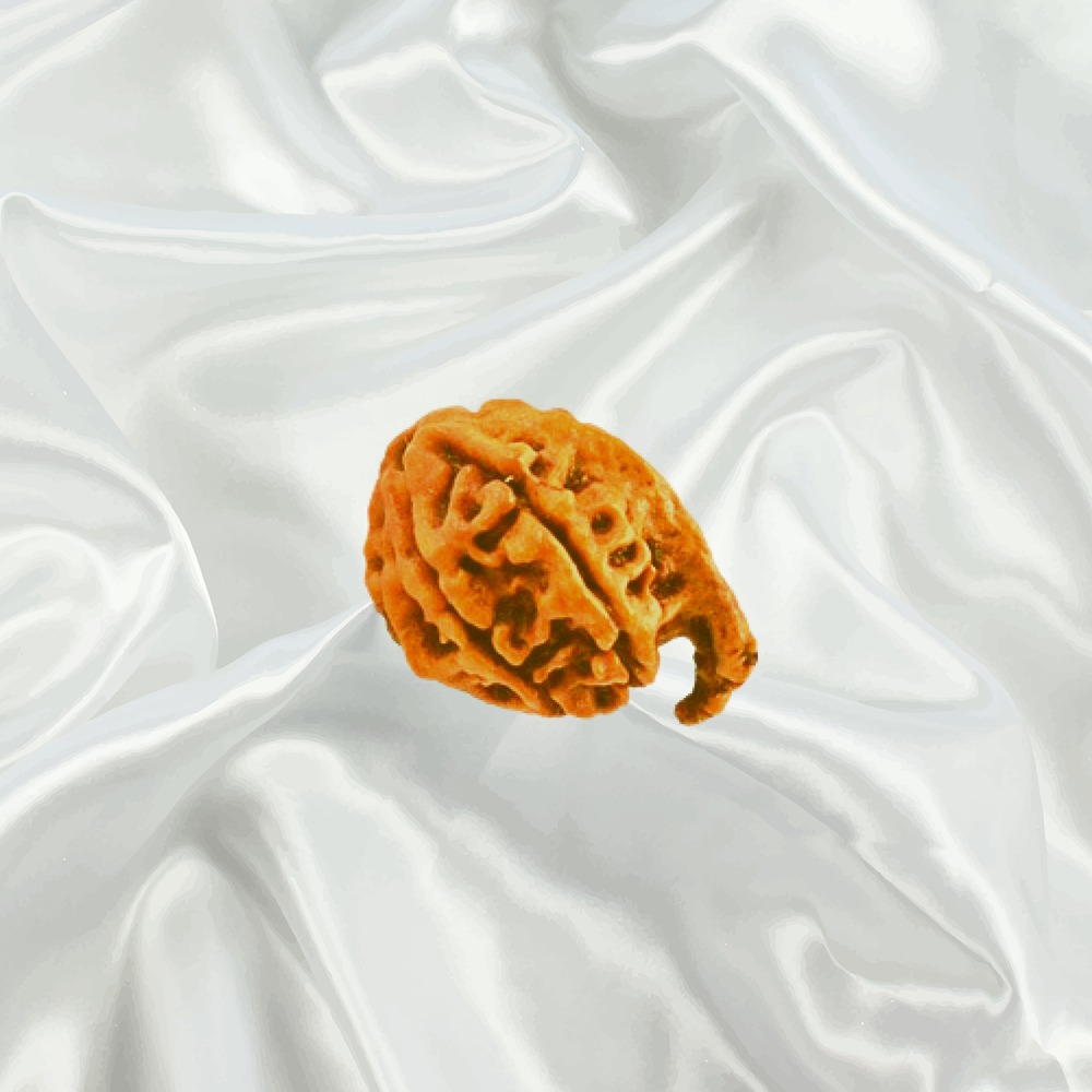 Ganesh Rudraksha Small Nepal