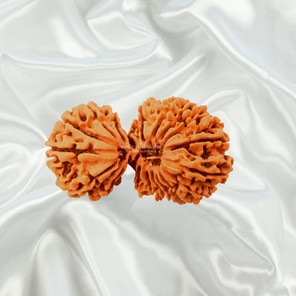 Gaurishankar Rudraksha Medium Nepal